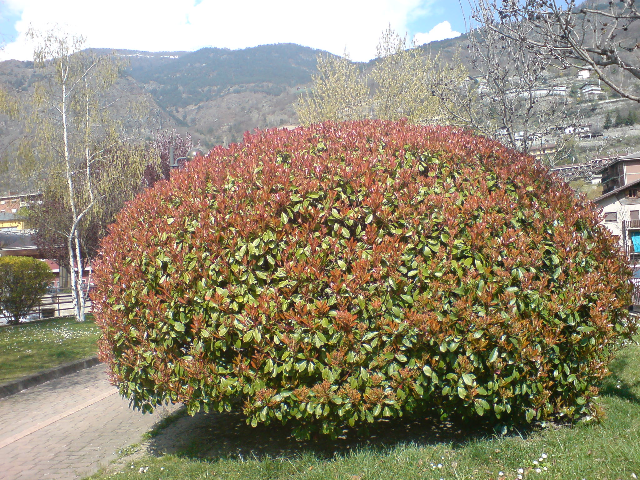 Arbusto modellato di photinia red robin