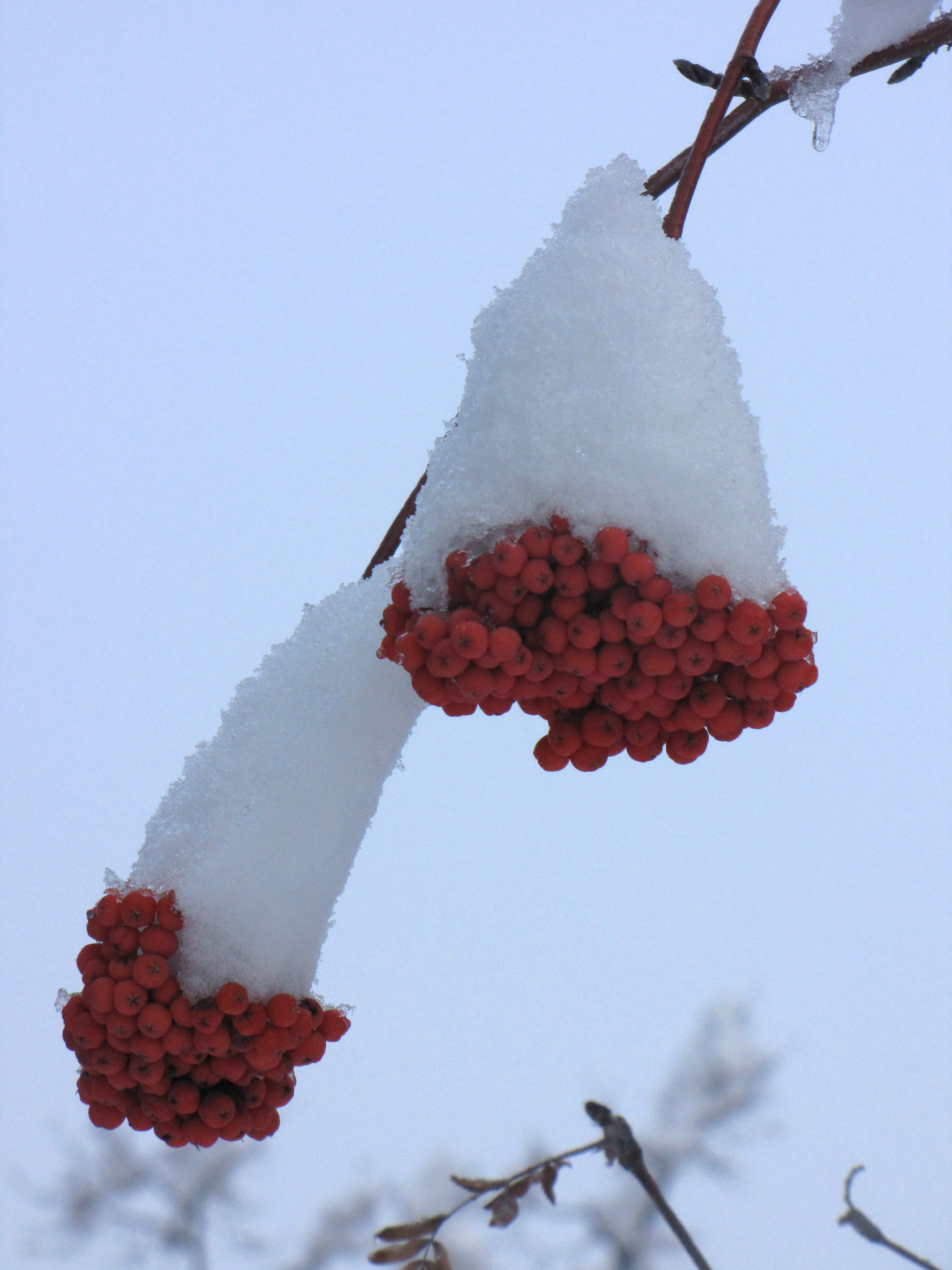 Bacche di sorbo sotto la neve