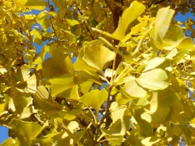 foglie di ginko biloba