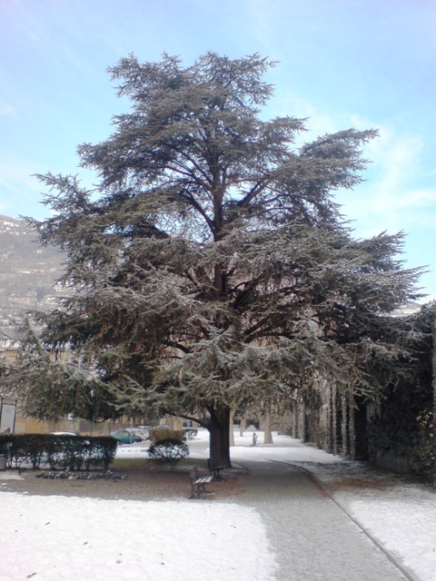 Grande cedro in Via Monte Solarolo