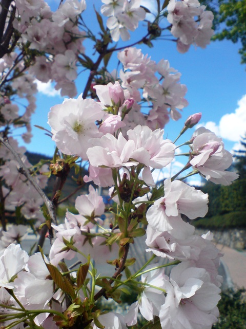 Particolare della fioritura di Prunus Amanogawa