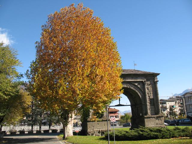 Platano dell'Arco d'Augusto in versione autunnale