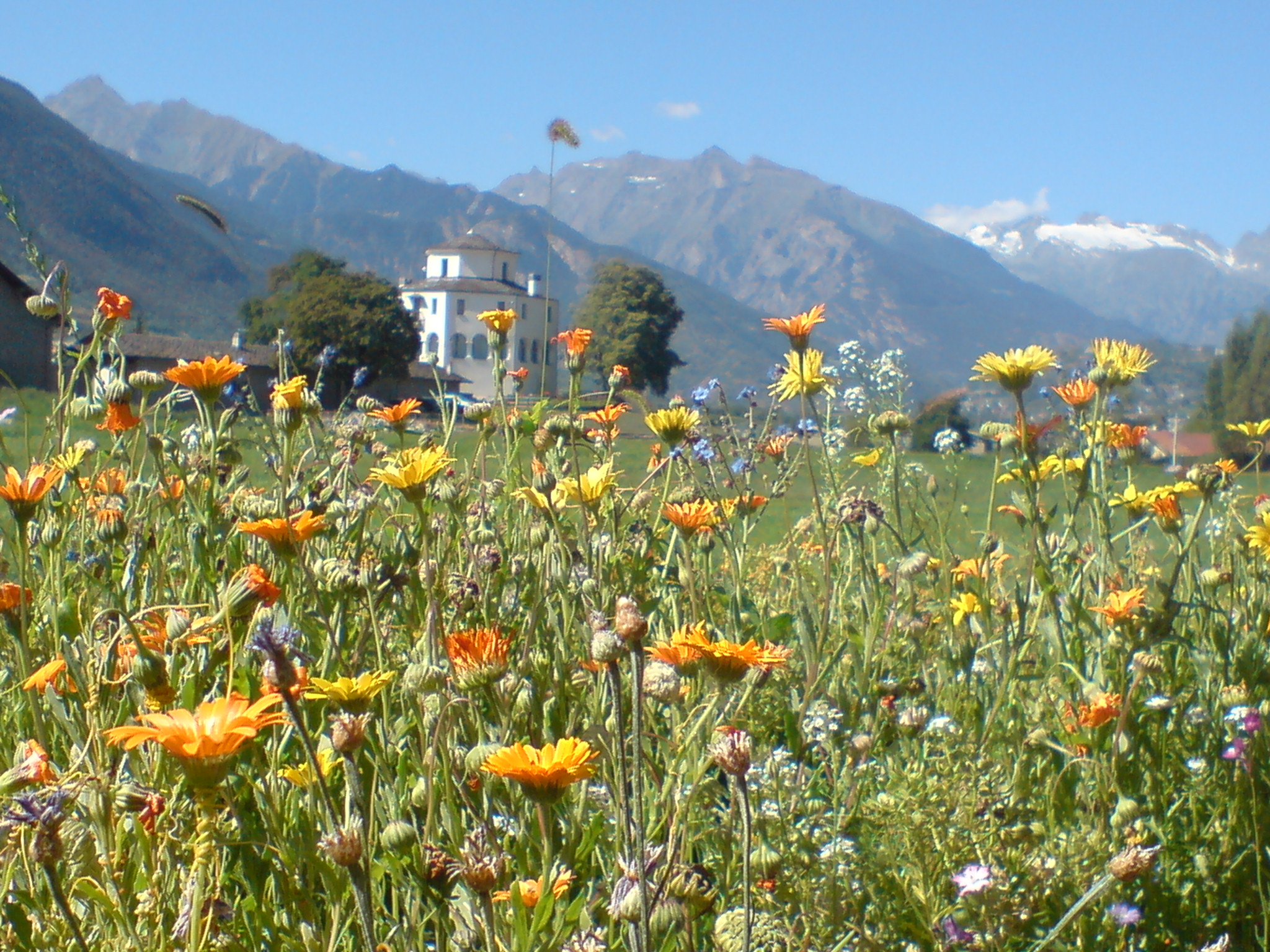 Prato fiorito con diversi tipi di fiori con montagne sullo sfondo