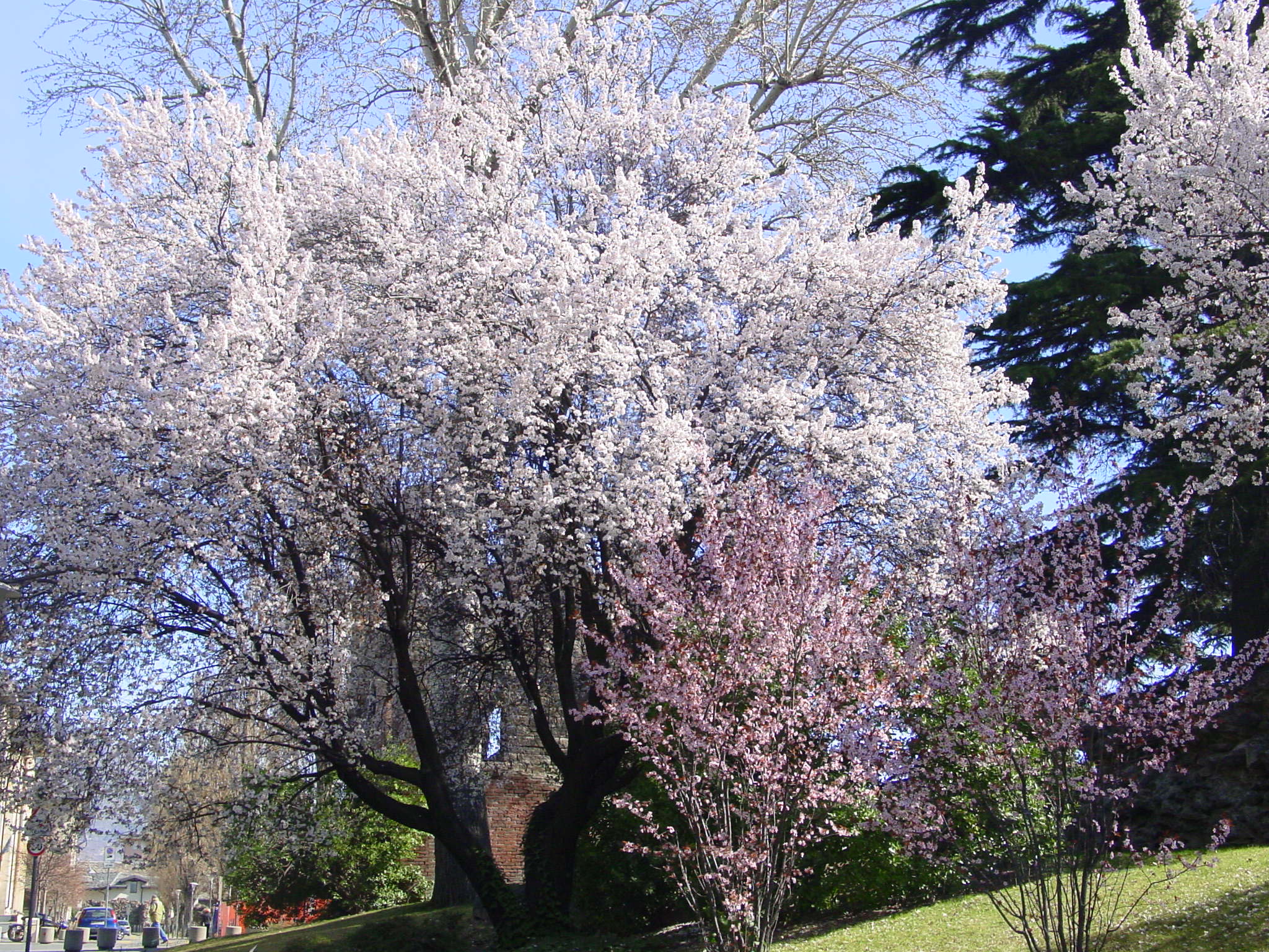 Prunus fioriti ai Giardini pubblici