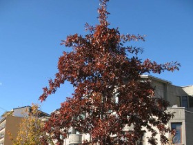 quercia in autunno