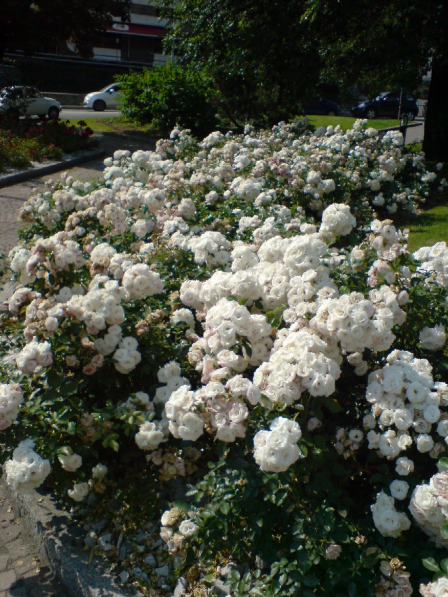 Rose floribunda