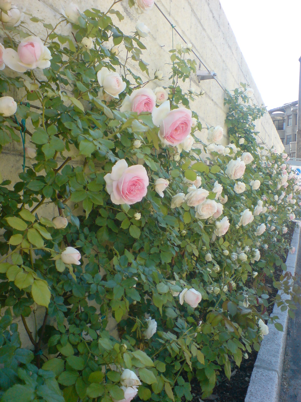 Rose rosa rampicanti