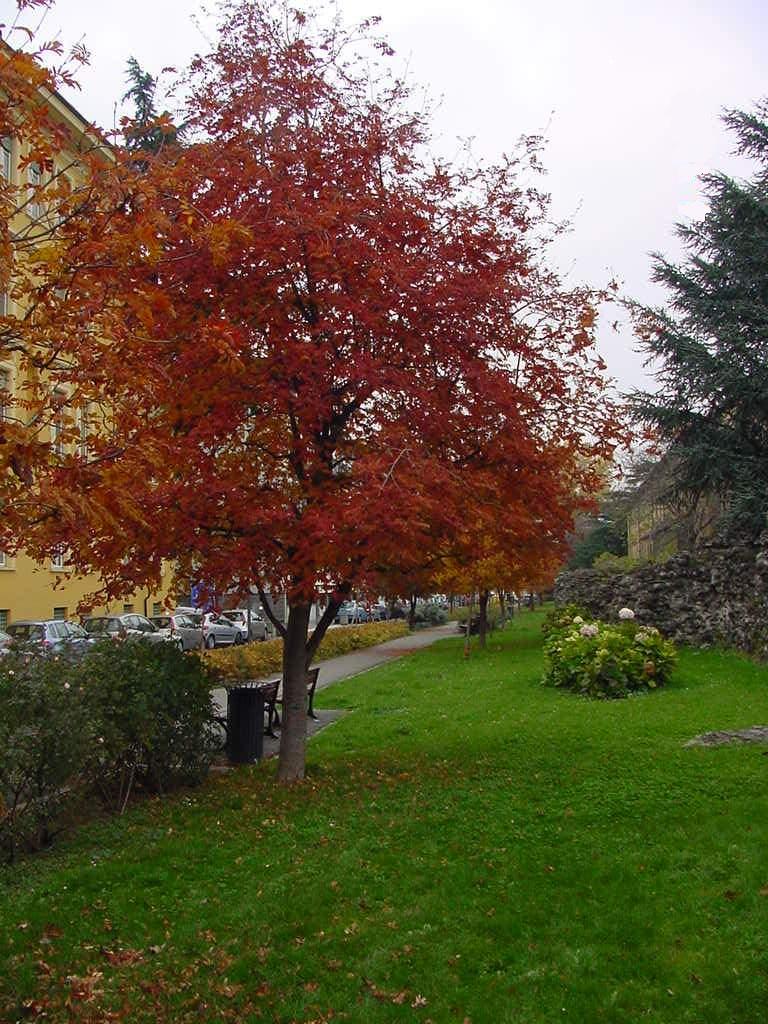 Sorbo in autunno
