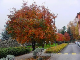 un albero di sorbo in autunno